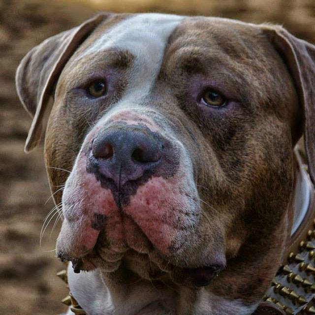 True Blood Pitbull’s Mystikal Pitpedia