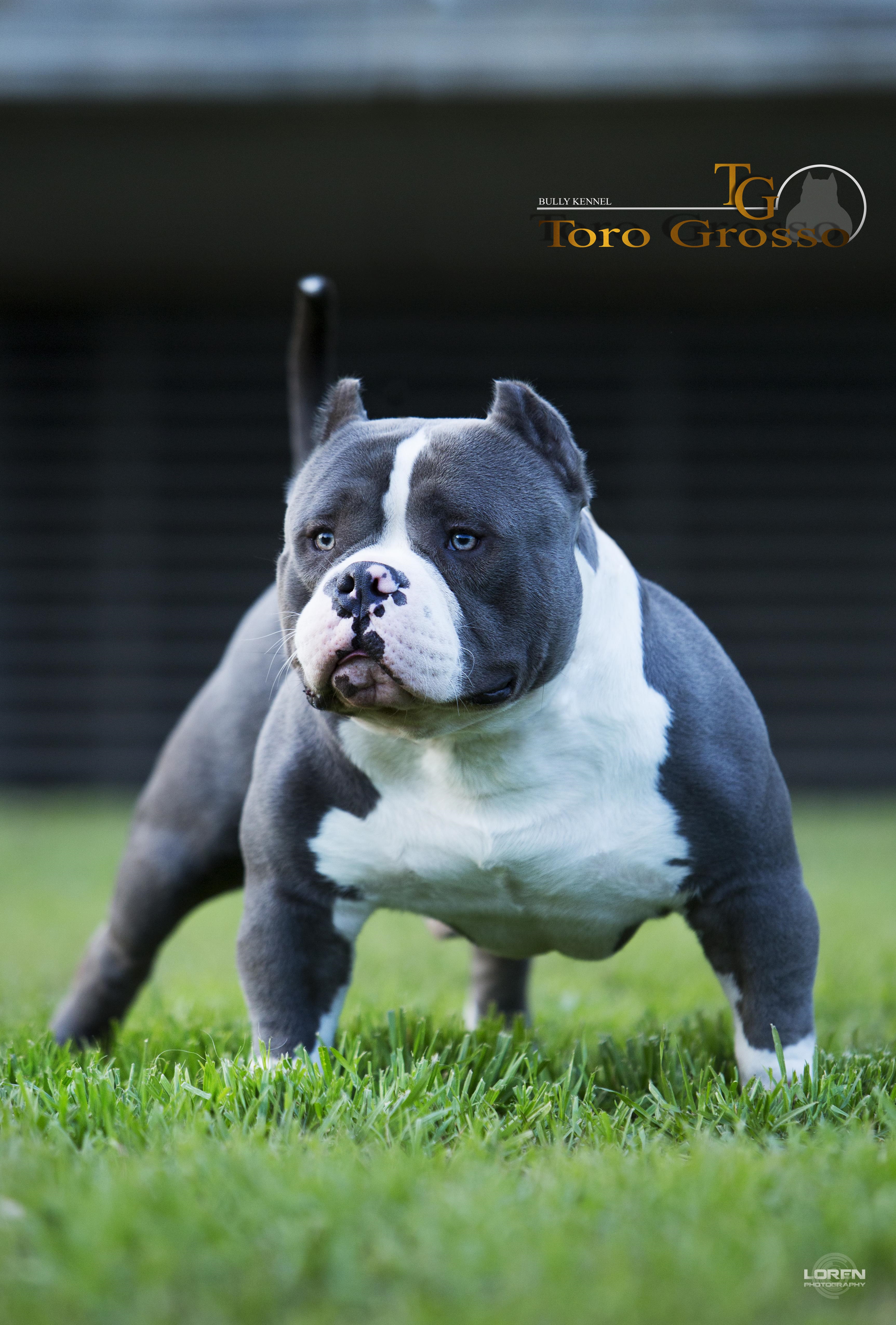 Poker bully Batman | Pitpedia
