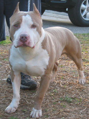 gotti razors edge pitbulls