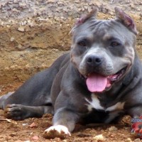 Lana Cães do Leste
