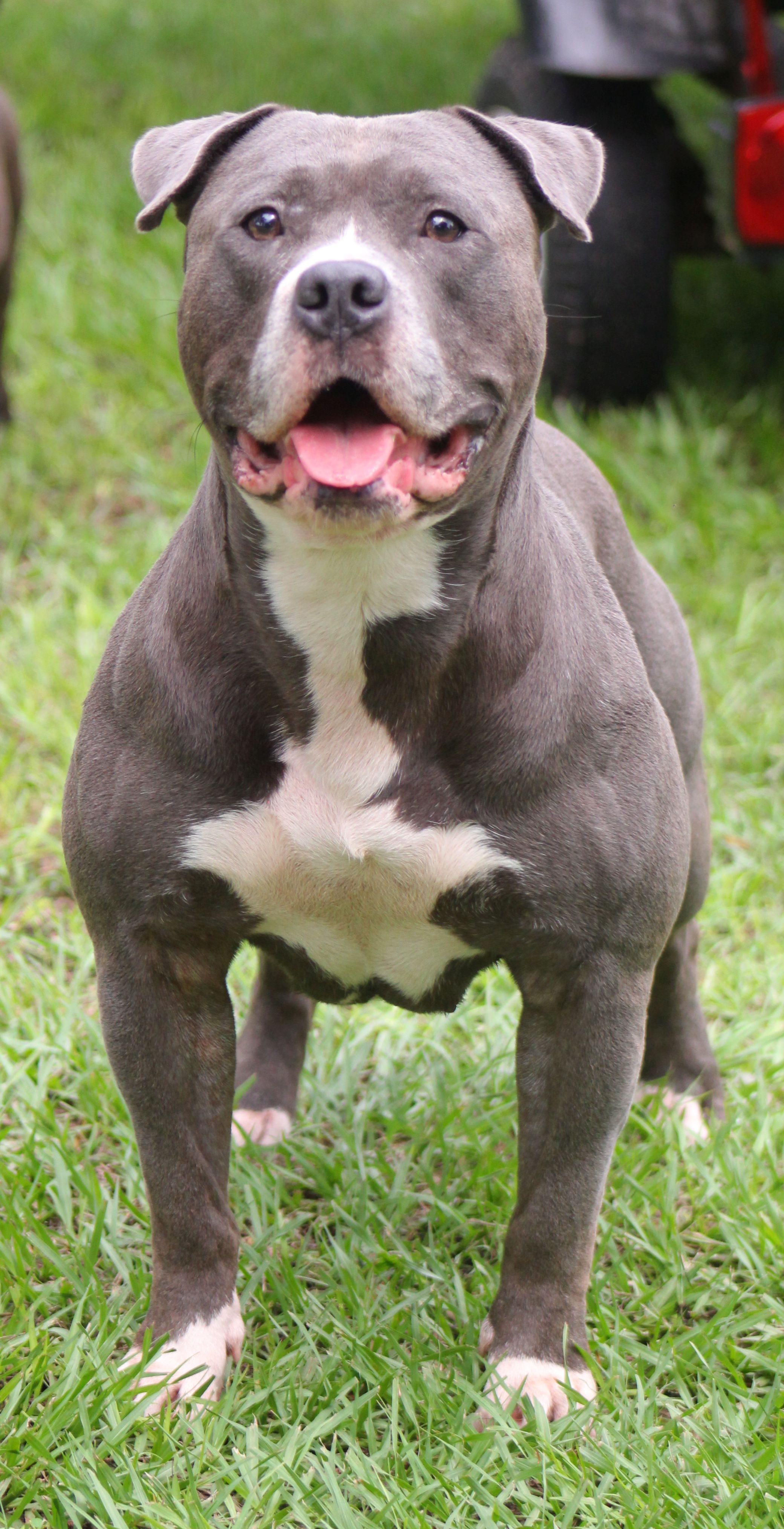 Gator Pitbull Pictures