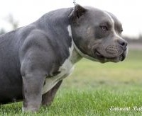 elite bully kennels