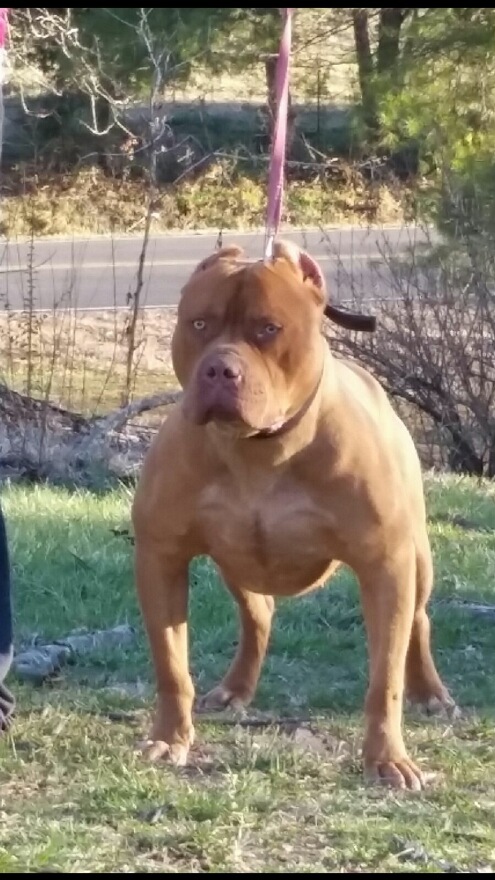 Dog Featured Image