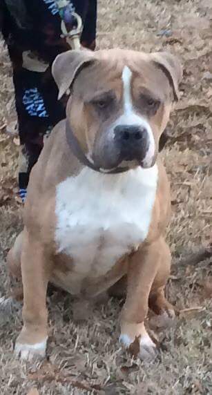 Dog Featured Image