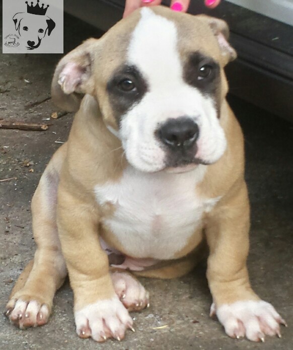 Dog Featured Image