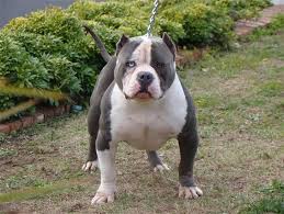 Tank american hot sale bully