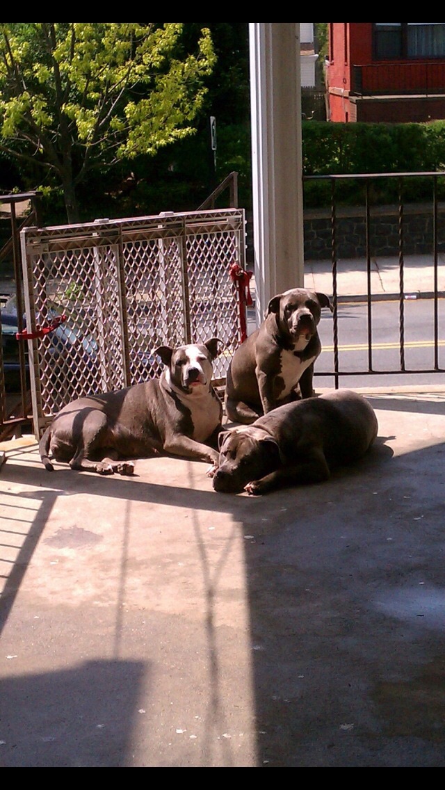 Dog Featured Image