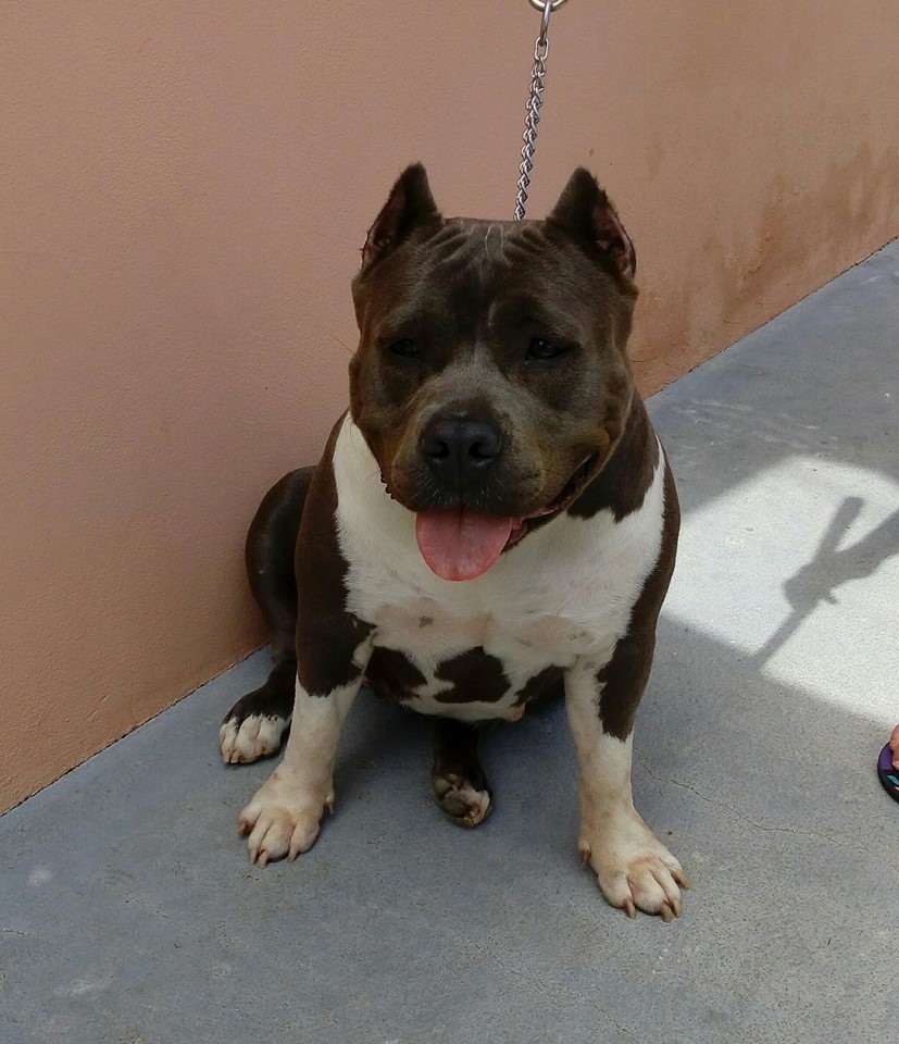 Dog Featured Image