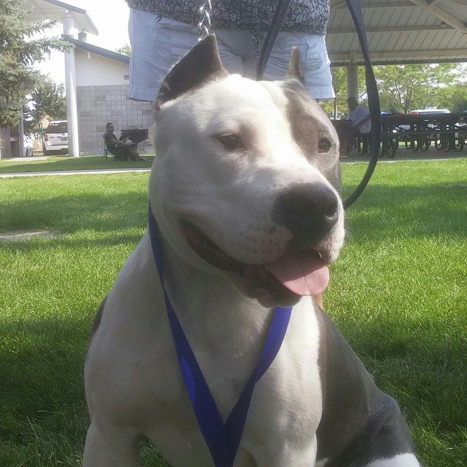 Dog Featured Image
