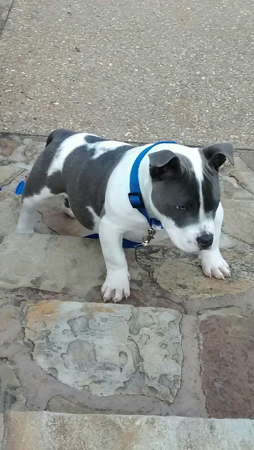 Dog Featured Image