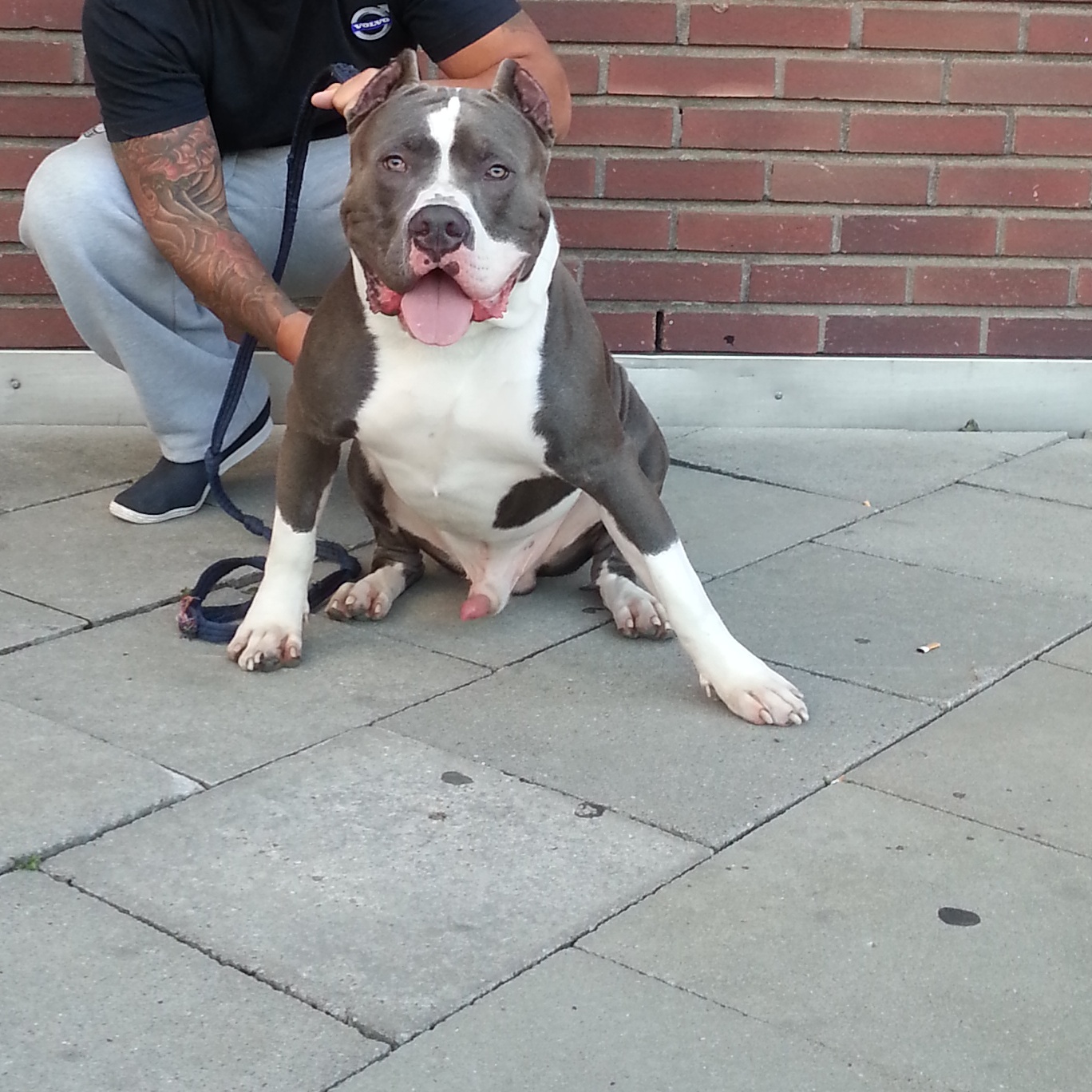 Dog Featured Image