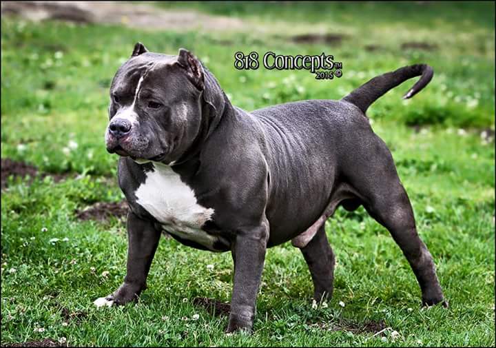 Blue cheap legacy pitbulls