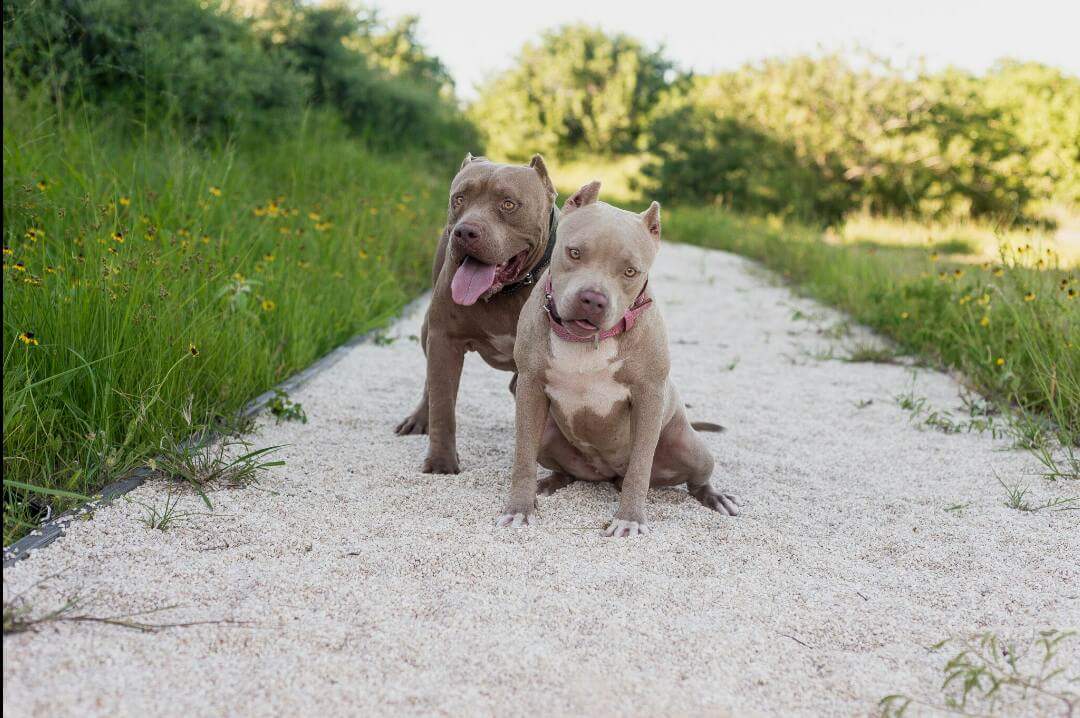 Dog Featured Image