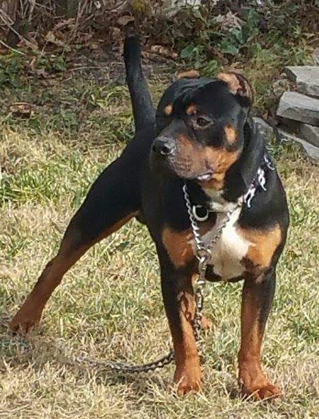 Dog Featured Image