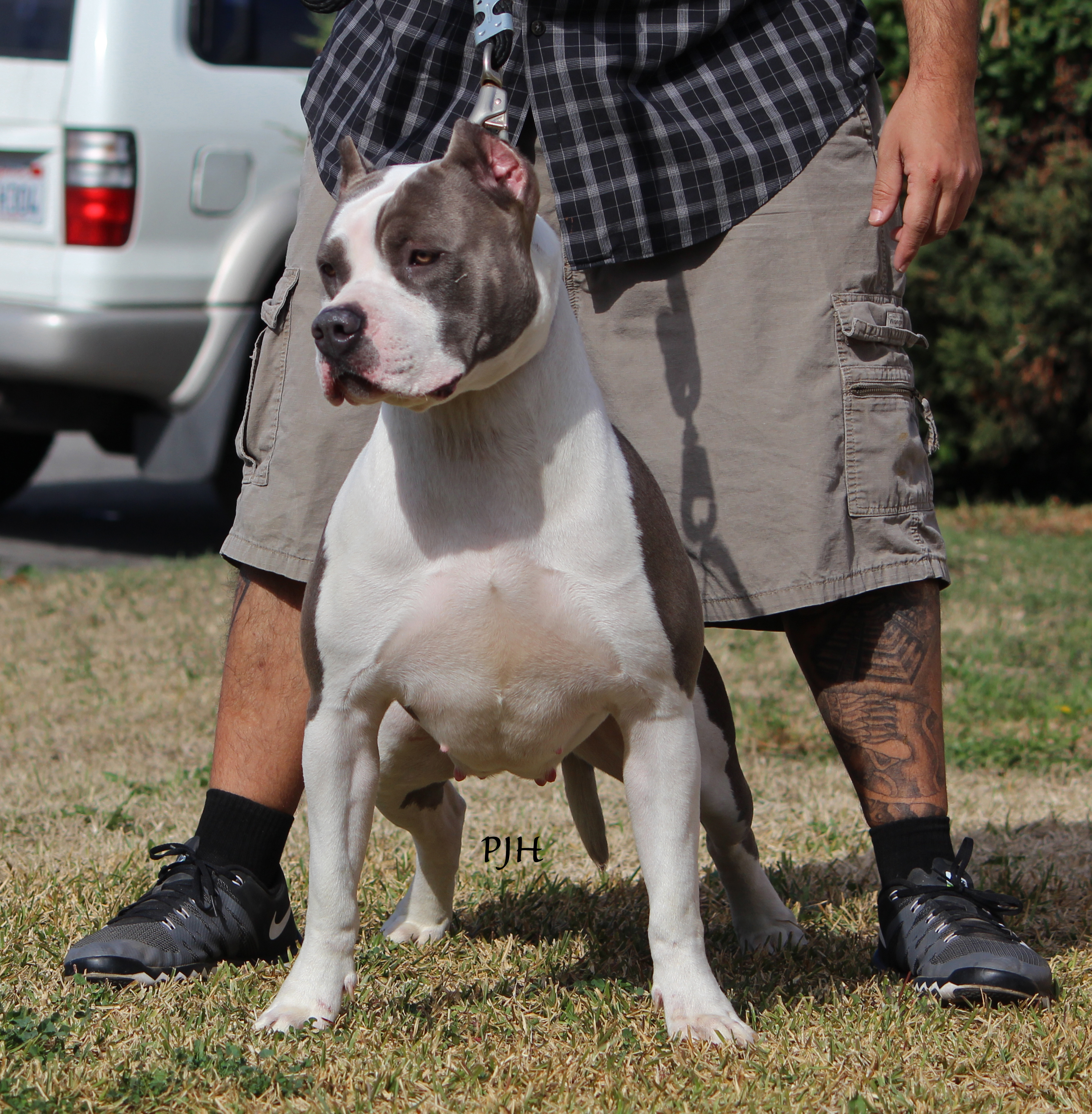 Dog Featured Image