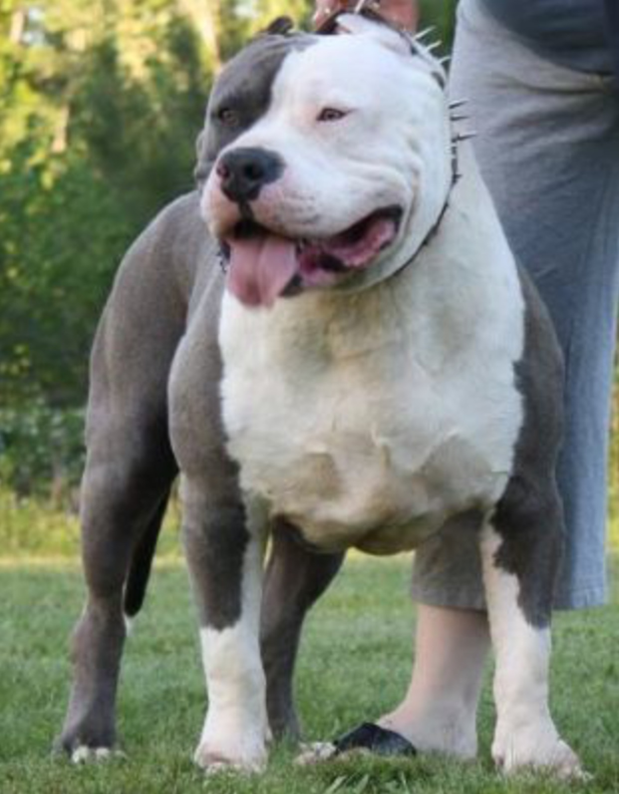 Kong pitbull dog best sale