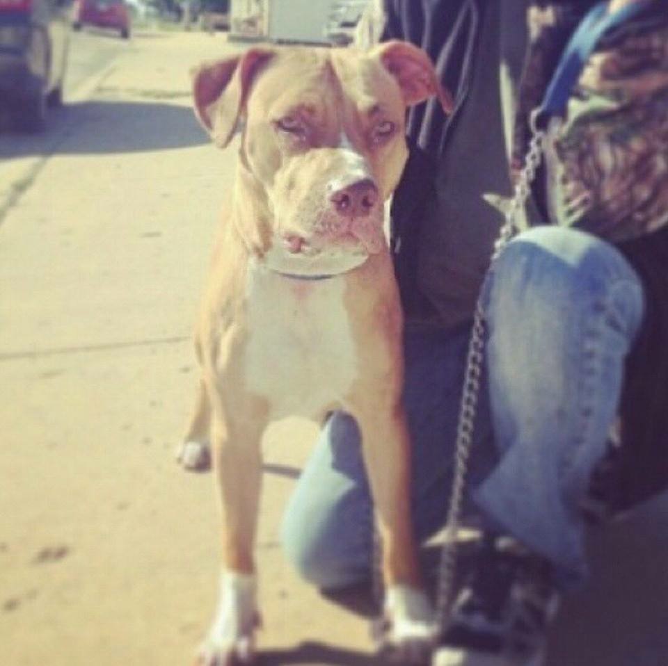 Dog Featured Image