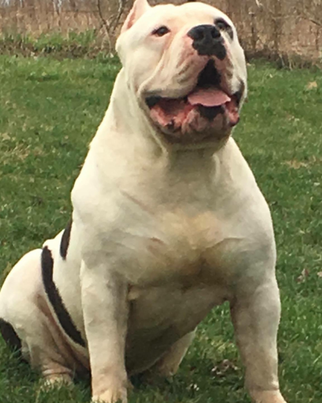 Dog Featured Image