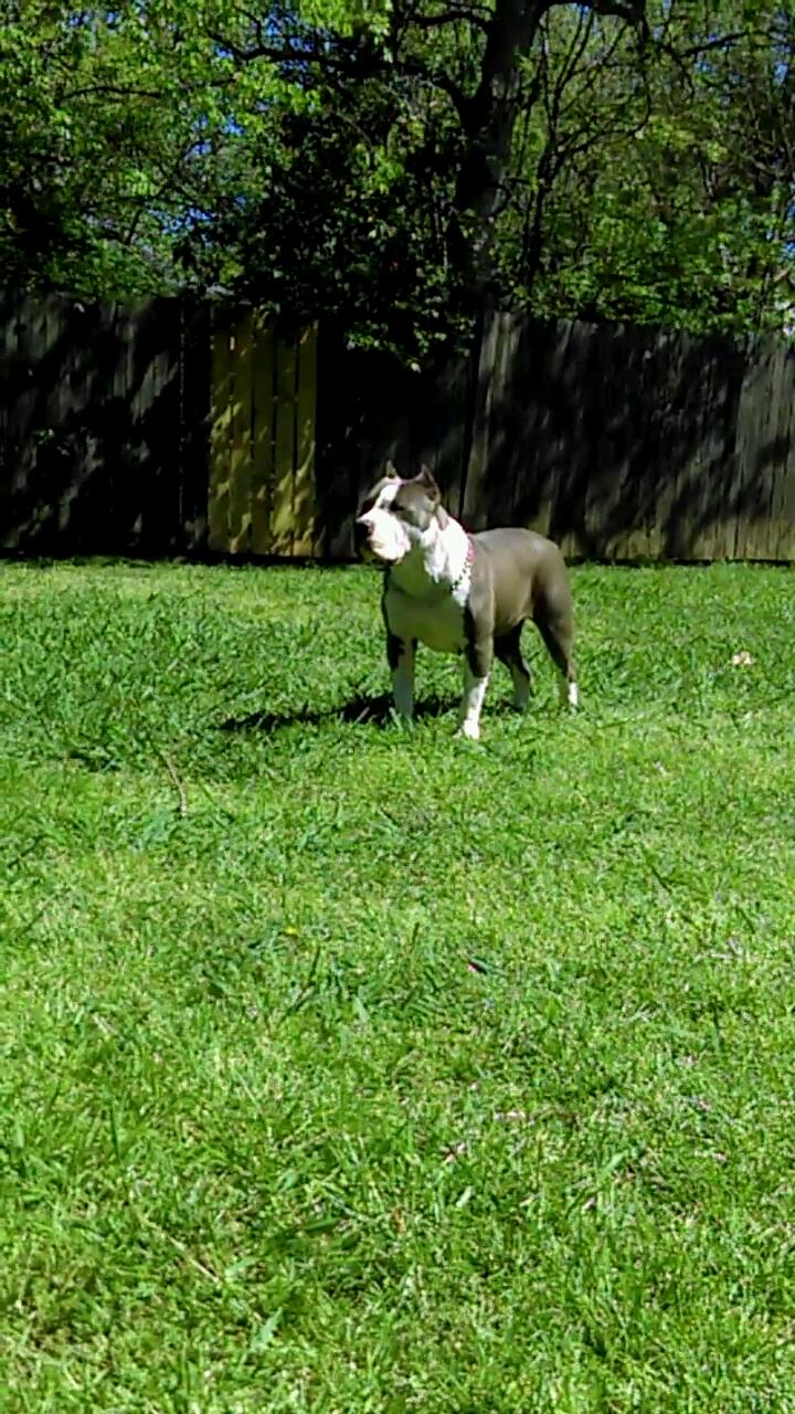 Dog Featured Image