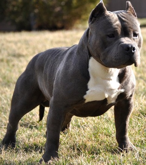 Remyline bully clearance