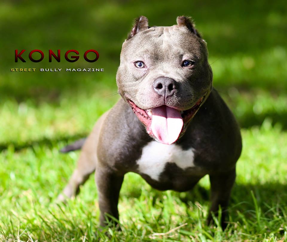 Dog Featured Image