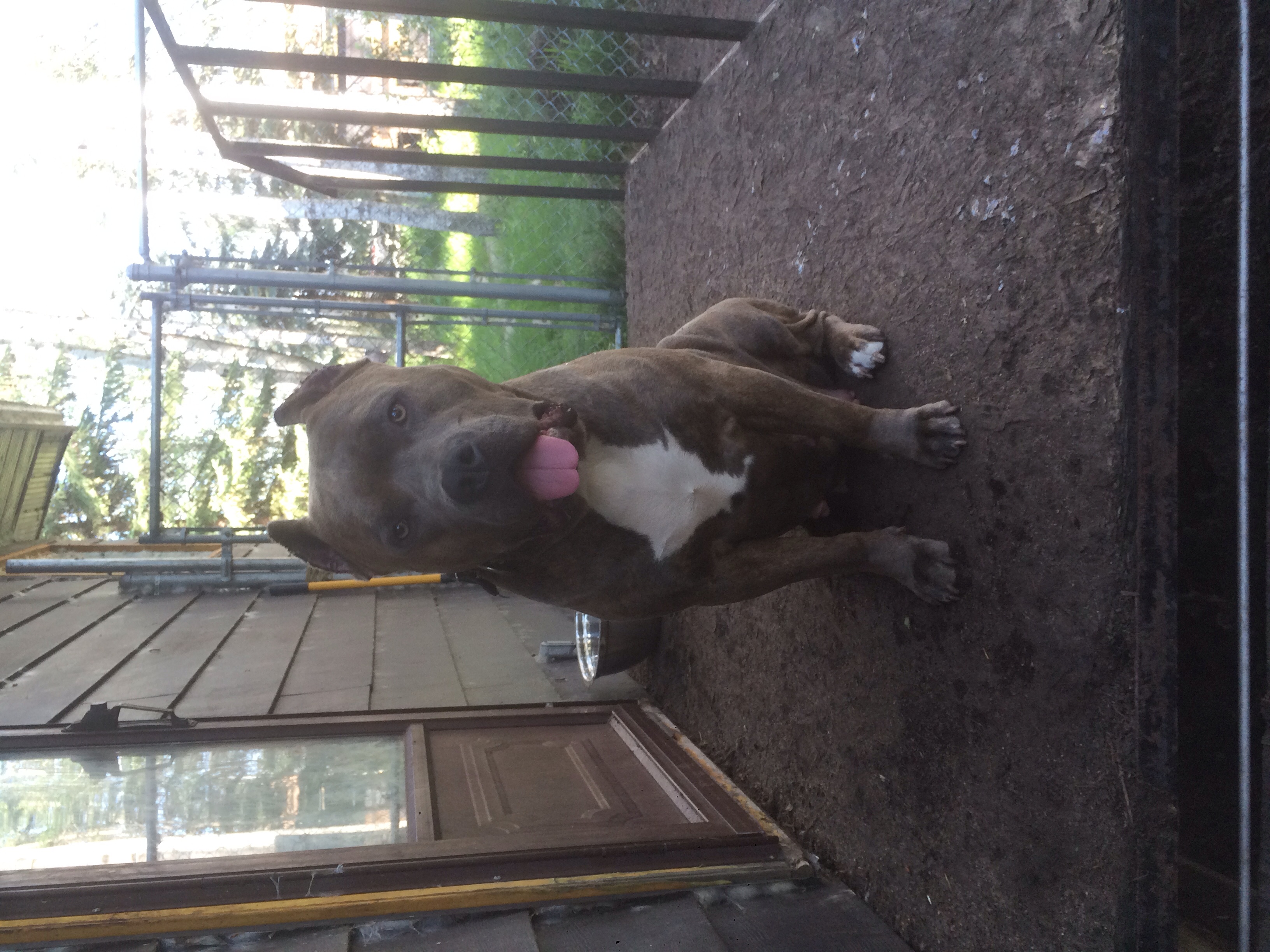 Dog Featured Image