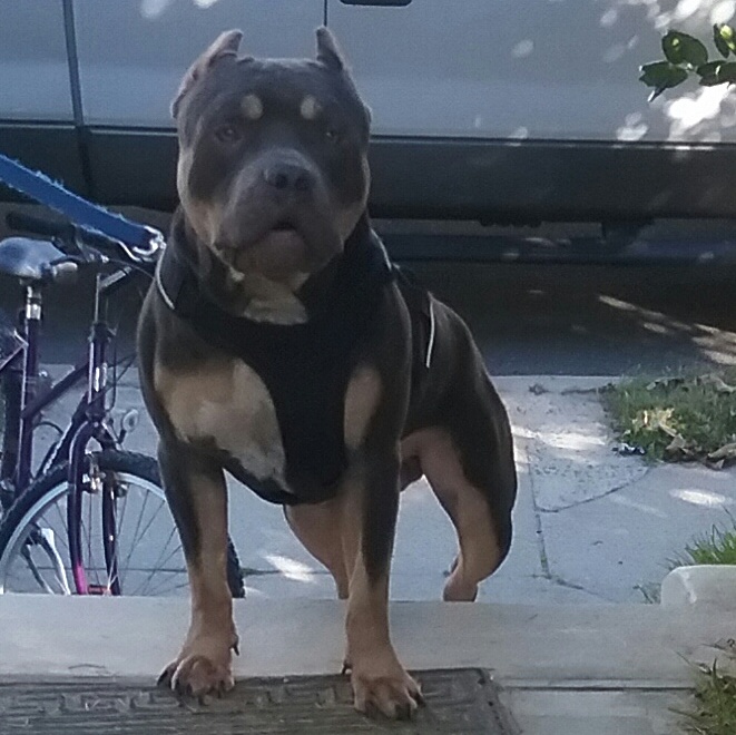 Dog Featured Image