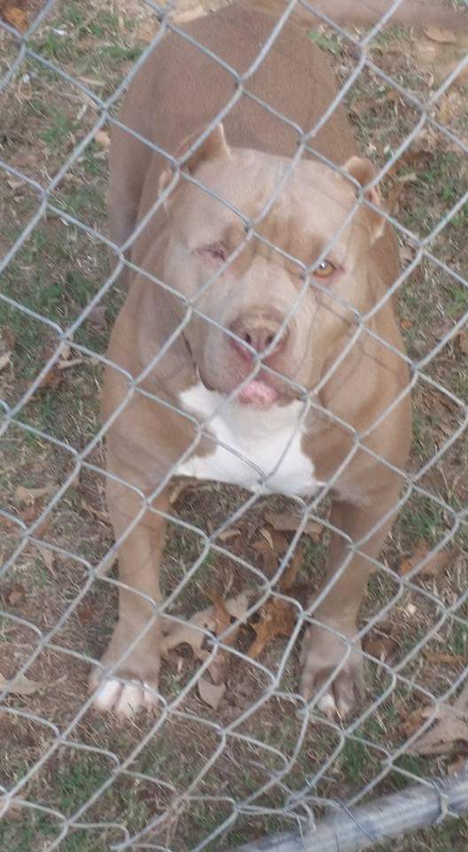 Dog Featured Image