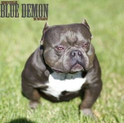 Blue hot sale demon pitbull