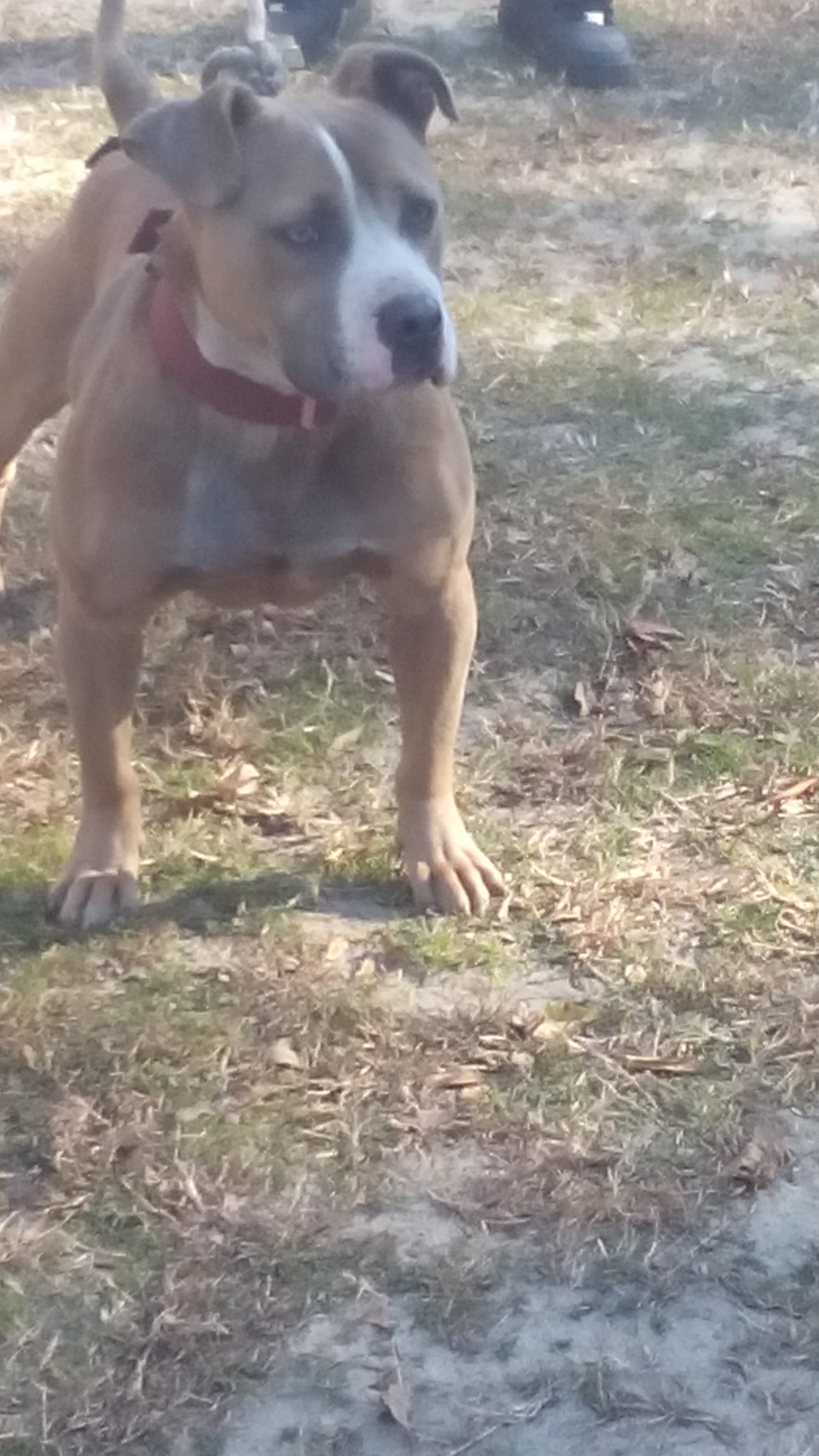 Dog Featured Image
