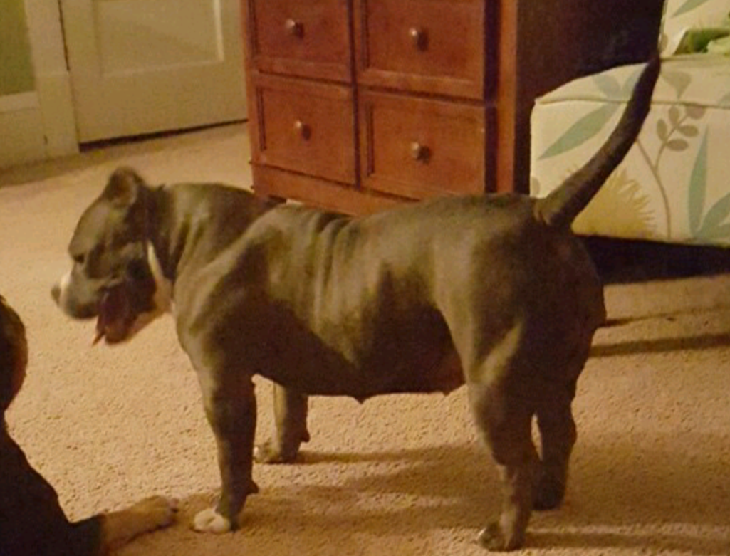 Dog Featured Image