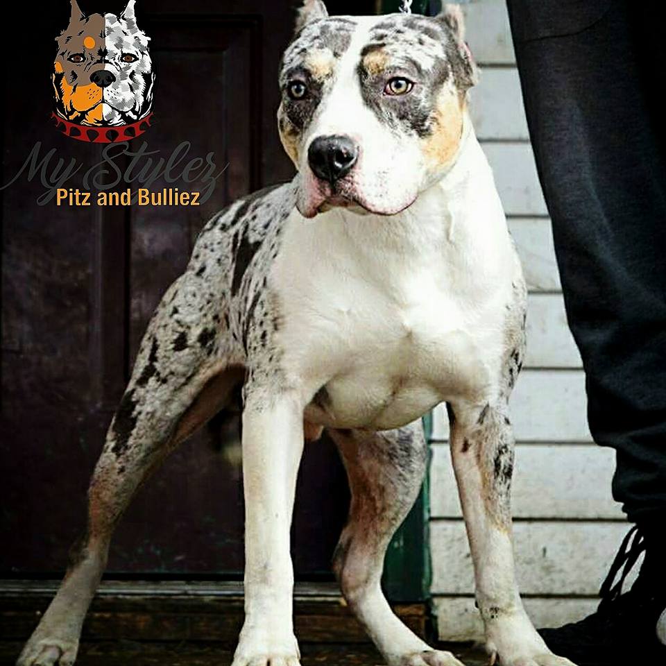 Dog Featured Image