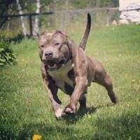 DarkDynastyK9’s Kobe – Pitpedia