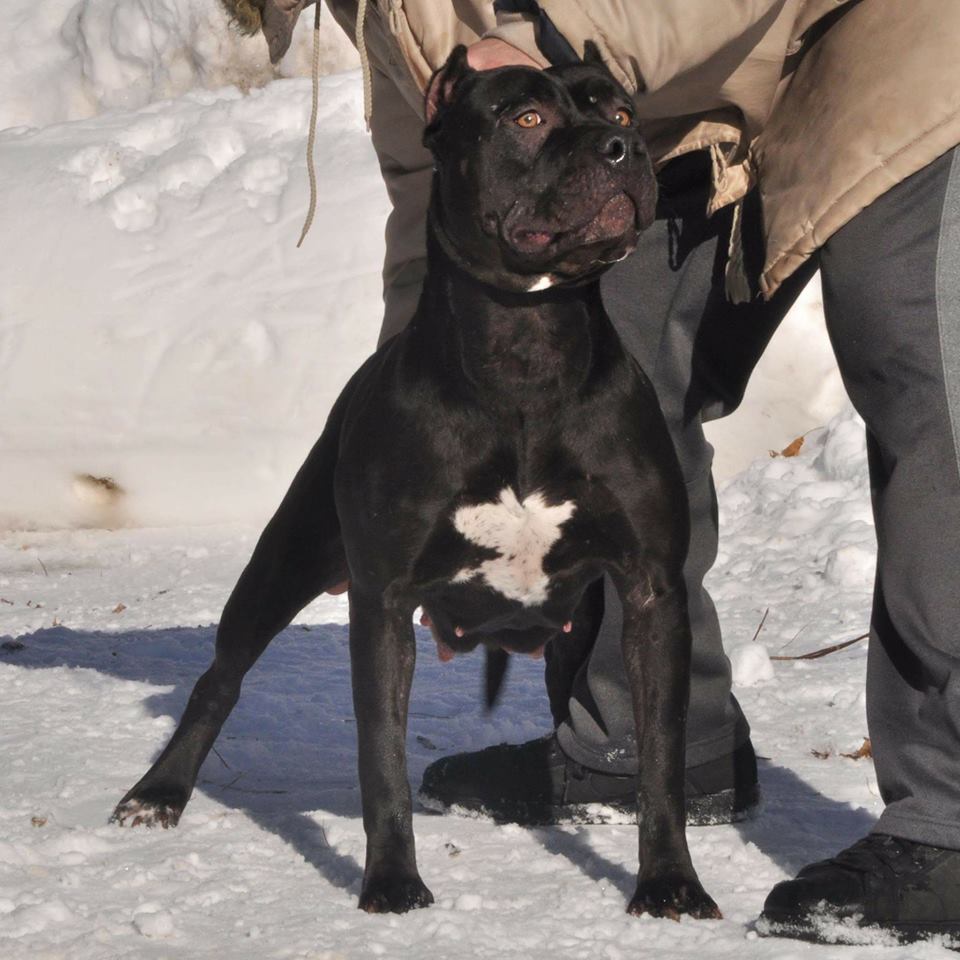 Dog Featured Image