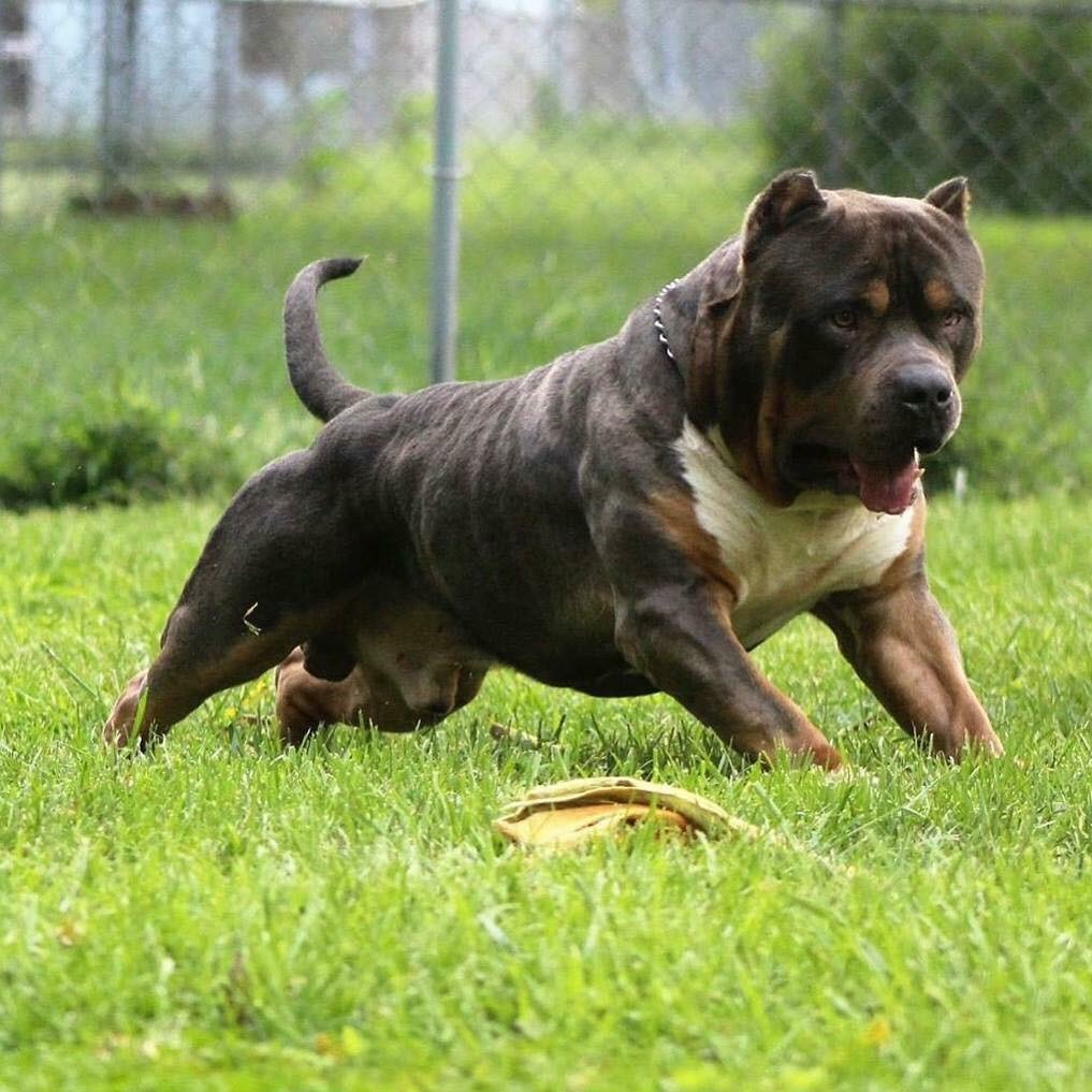 Xl blue nose pitbull puppies for sale. 