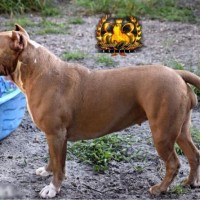 american bully champion bloodline for sale download