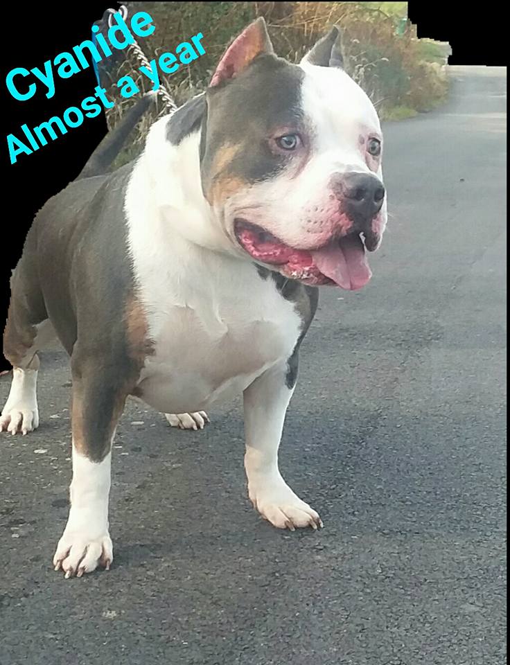 piebald tri bully