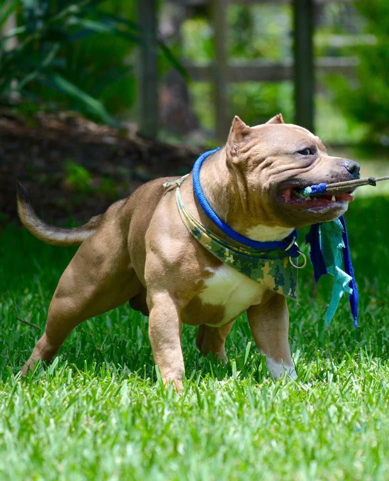 Dog Featured Image