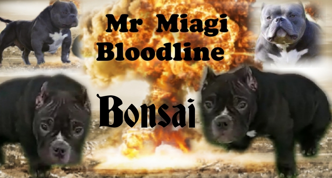 Dog Featured Image