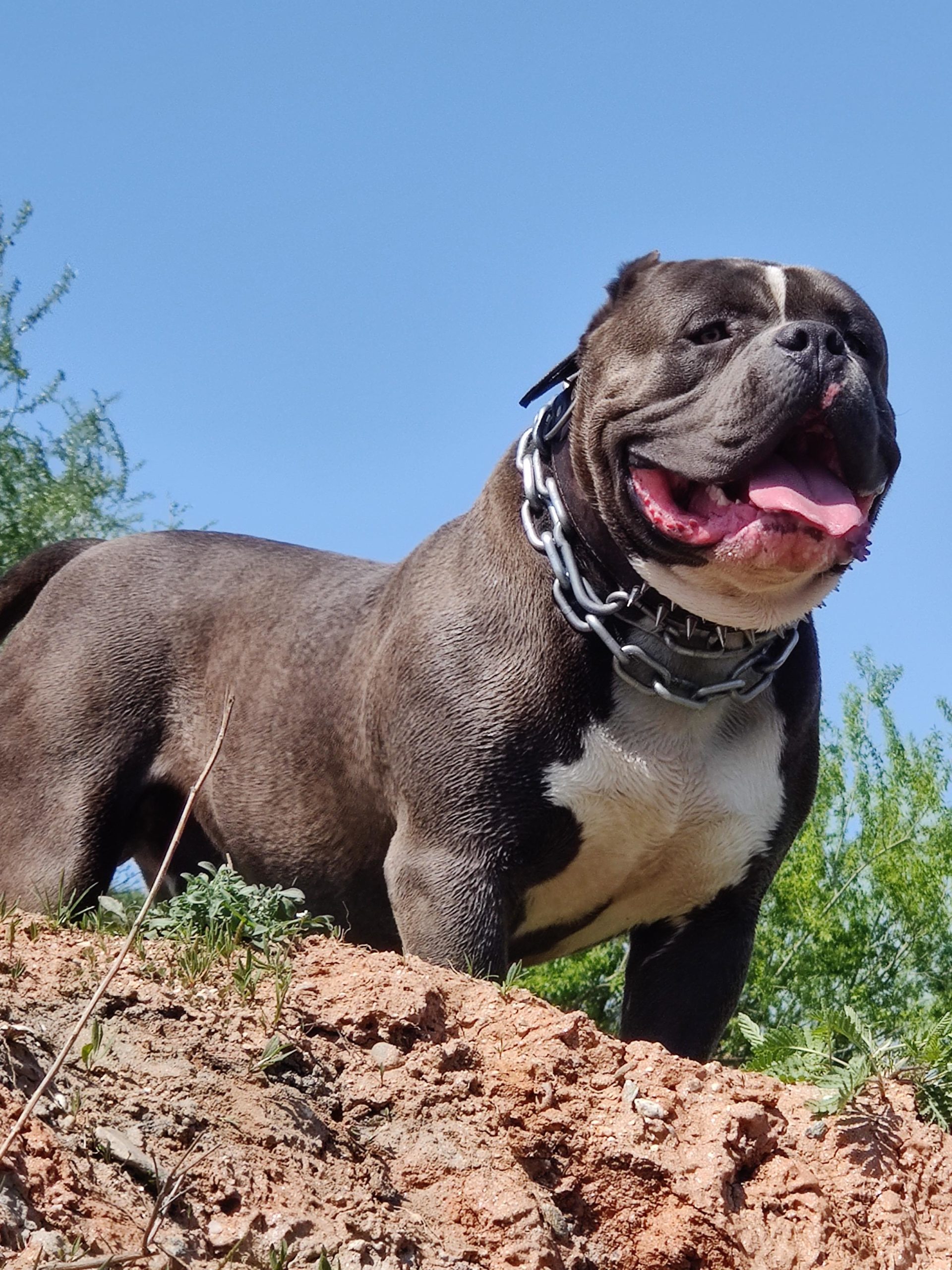 Thor best sale american bully