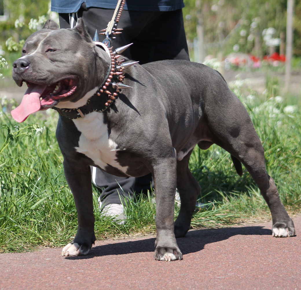 Blue 2024 blood pitbull