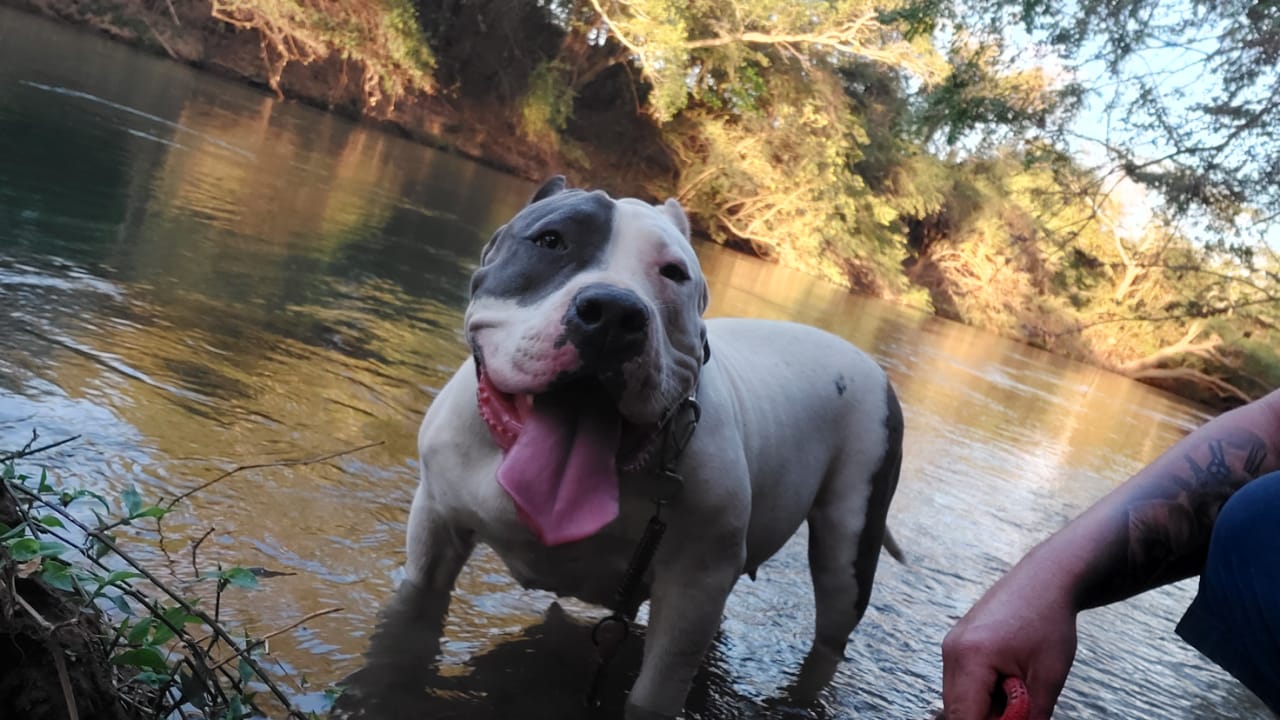 Dog Featured Image