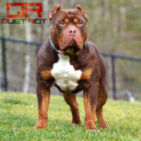 Dog Featured Image