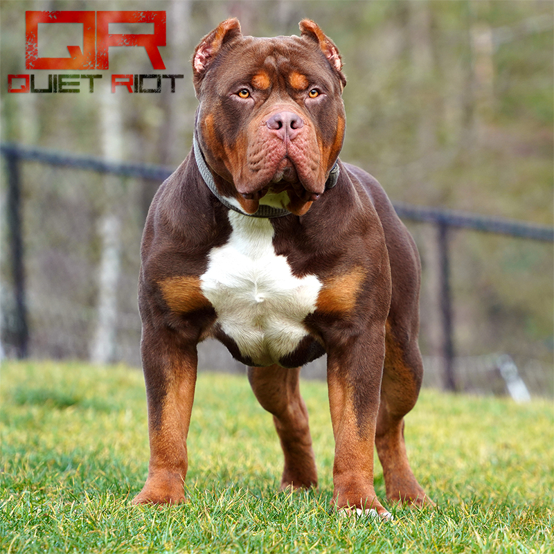 Dog Featured Image