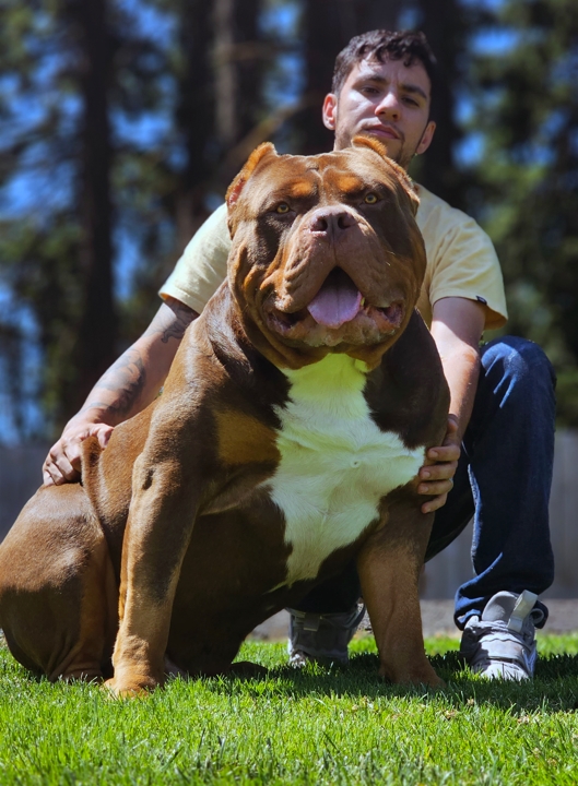 Additional Dog Image
