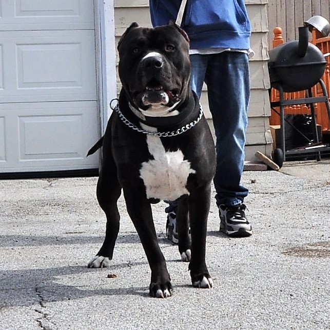 Dog Featured Image