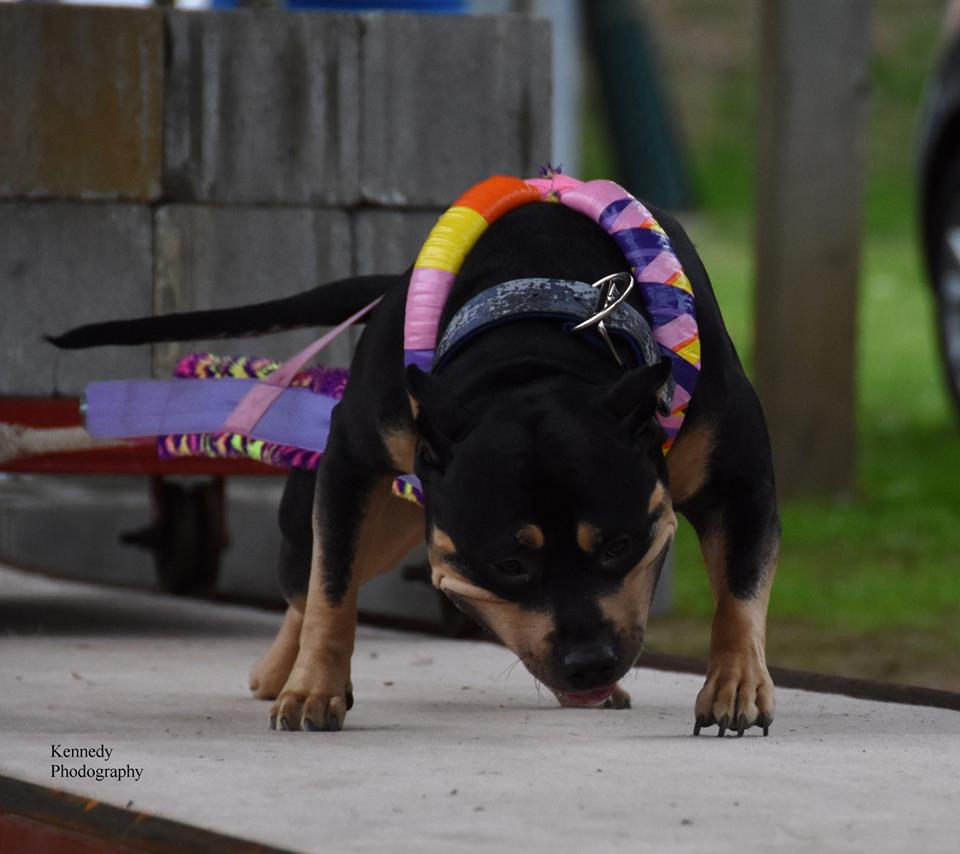 Dog Featured Image