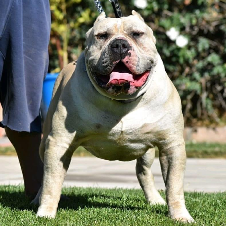 Dog Featured Image