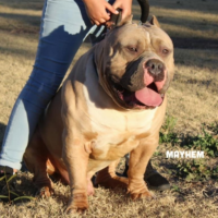 Dog Featured Image