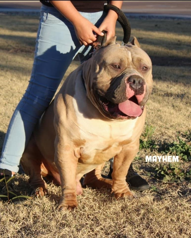 Dog Featured Image